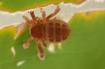 Media type: image;   Invertebrate Zoology 30915